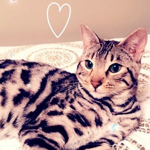 Meet your Posher, Ahlam